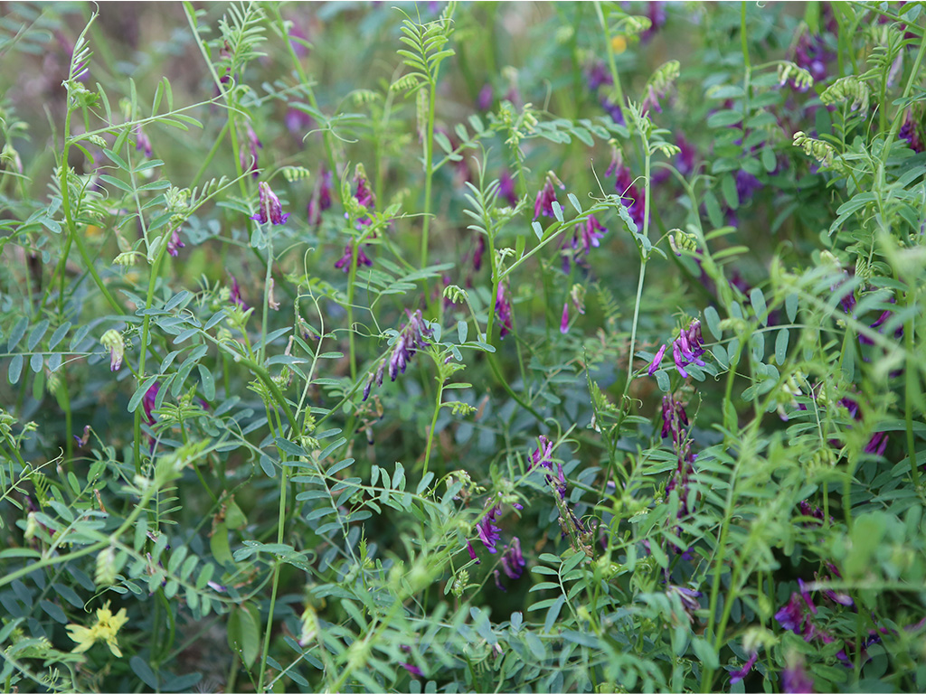 cover crop